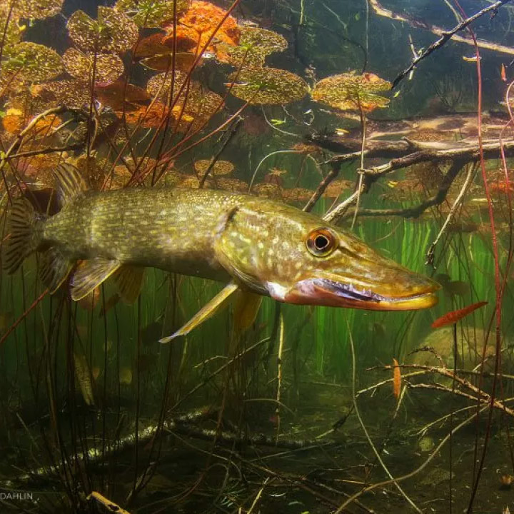 Fisken i Fokus - Ecofilm
